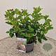 Viburnum tin. Lisarose 30-40 cm 2,5L