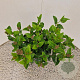 Viburnum tin. Lisarose 30-40 cm 2,5L