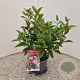 Viburnum tin. Spirit 30-40 cm 2,5L
