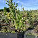 Philadelphus 'Virginal' 60-80 cm 7,5L