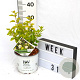 Physocarpus opulif. Tiny Wine Gold 40-60 cm 3,0L