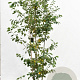 Amelanchier lamarckii 175-200 cm container meerstammig