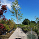 Betula utilis jacquemontii 12-14 HO container