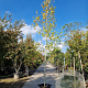 Betula utilis jacquemontii 12-14 HO container