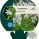 Campanula lact. 'Alba' GM P9