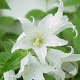 Campanula lact. 'Alba' GM P9