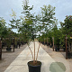 Koelreuteria paniculata 200-250 cm container meerstammig extra