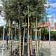 Quercus ilex 10-12 HO 35L