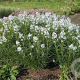 Amsonia 'Halfway to Arkansas' GM P9