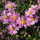 Anemone hyb. Fantasy Pocahontas GM P9