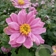 Anemone hyb. 'Pamina' GM P9