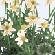 Anemone m. 'Annabella White' GM P9