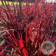 Andropogon 'Red October' GM P9