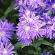Aster ericoides 'Blue Wonder' GM P9
