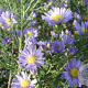 Aster ericoides 'Blue Wonder' GM P9