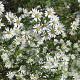 Aster ericoides 'Schneetanne' GM P9