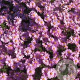 Aster 'Wood's Pink' GM P9