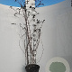Buddleja d. 'Royal Red' 80-100 cm 7,5L