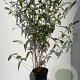 Buddleja d. 'Royal Red' 80-100 cm 7,5L