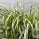 Carex Ribbon Falls GM P9