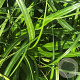 Carex Ribbon Falls GM P9