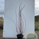 Cornus alba 'Elegantissima' 80-100 cm 7,5L
