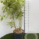 Cornus alba 'Elegantissima' 80-100 cm 7,5L