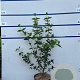 Cornus mas 80-100 cm 7,5L