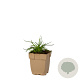 Dianthus carthusianorum GM  P11