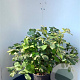 Fothergilla major 25-30 cm 3,0L