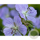 Geranium pr. 'Mrs Kendall Clark' GM P9