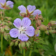 Geranium pr. 'Mrs Kendall Clark' GM P9