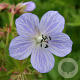 Geranium pr. 'Mrs Kendall Clark' GM P9
