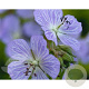 Geranium pr. 'Mrs Kendall Clark' GM P9