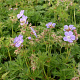 Geranium pr. 'Mrs Kendall Clark' GM P9