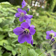 Geranium sylv. 'Birch Lilac' GM P9