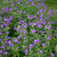 Geranium sylv. 'Mayflower' GM P9