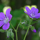 Geranium sylv. 'Mayflower' GM P9