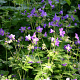 Geranium sylv. 'Mayflower' GM P9