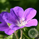 Geranium sylv. 'Mayflower' GM P9
