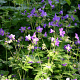 Geranium sylv. 'Mayflower' GM P9
