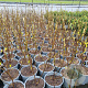 Magnolia soulangeana 30-40 cm 3,0L