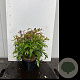 Nandina d. 'Firepower' 25-30 cm 3,0L