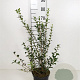 Osmanthus burkwoodii 30-40 cm 3,0L