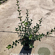 Osmanthus burkwoodii 30-40 cm 3,0L