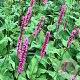 Persicaria a. 'Seven Oaks Village' GM P9
