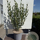 Phillyrea angustifolia 30-40 cm 3,0L