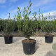 Phillyrea angustifolia 30-40 cm 3,0L
