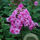 Phlox (P) 'Eva Cullum' GM P9