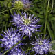 Phyteuma scheuchzeri GM P9